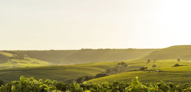 Chéreau Carré L’Orée du Château La Turmelière Château-Thébaud Muscadet Sèvre et Maine 2018