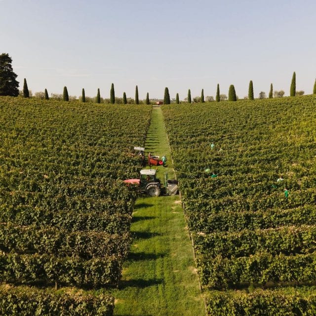 Torraccia di Presura Il Tarocco Chianti Classico 2021