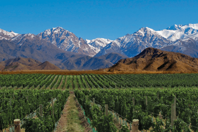 Domaine Bousquet Chardonnay Mendoza