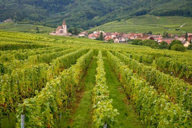 Domaines Schlumberger Riesling Grand Cru Kessler 2019