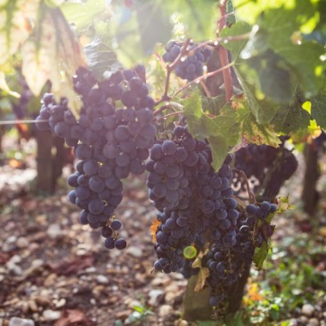 Clarendelle Inspiré Par Haut Brion Bordeaux 2016