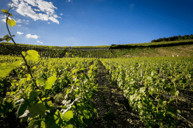 Pascal Bouchard Chablis Premier Cru Montmains Les Vieilles Vignes 2023