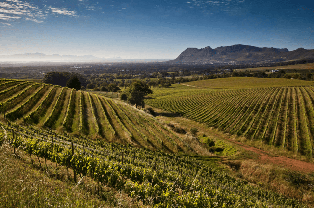 Klein Constantia Sauvignon Blanc 2021