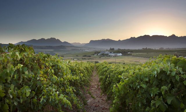 Mulderbosch Faithful Hound Stellenbosch 2019
